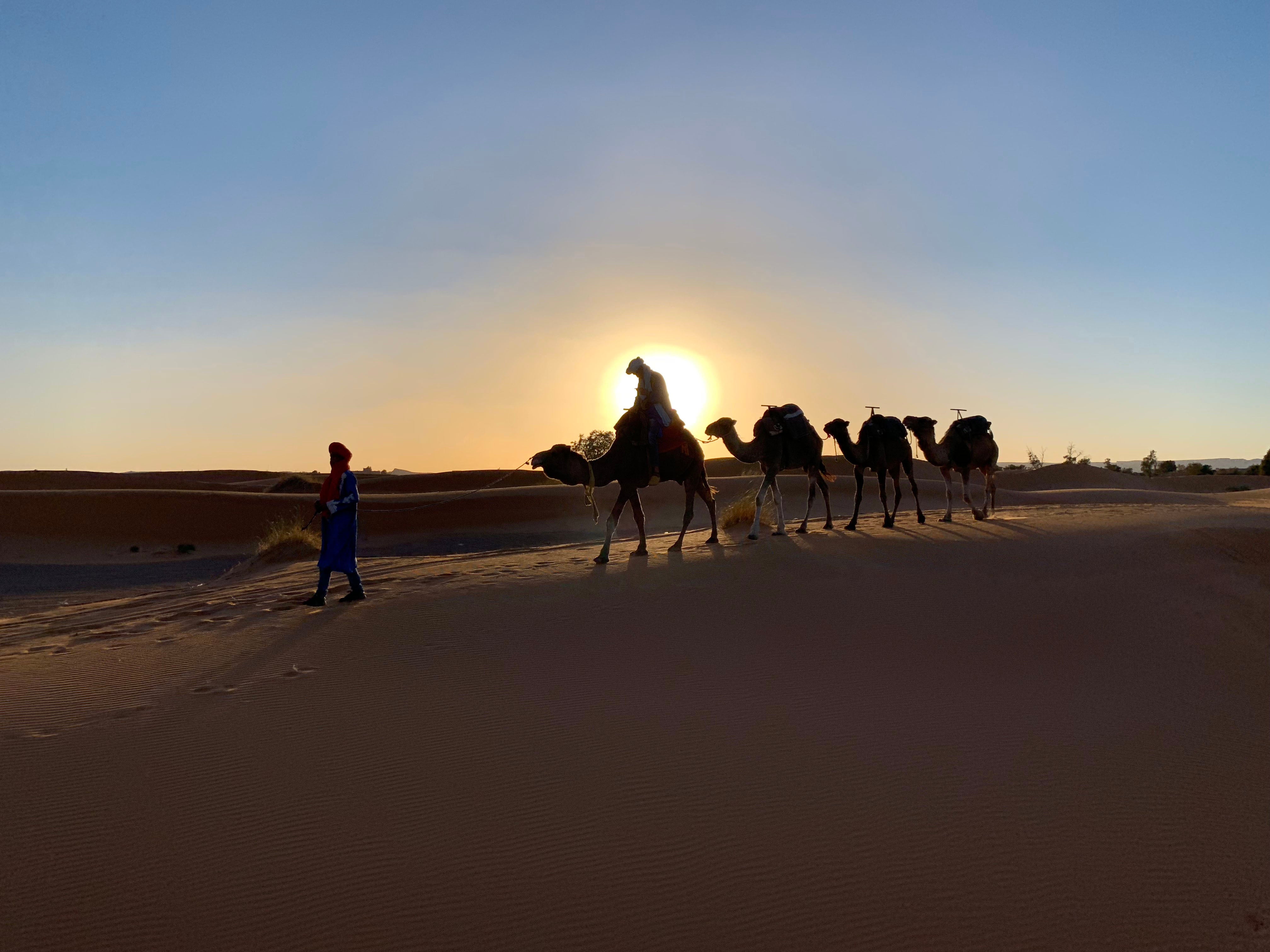 Person leading a group of four camels, with an individual on the first camal, walking across the Sahara Desert.